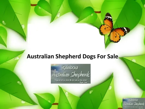 Australian Shepherd Dogs For Sale