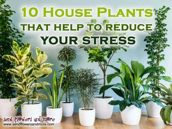 10 Best Houseplants that Clean the Air and Relieve Stress