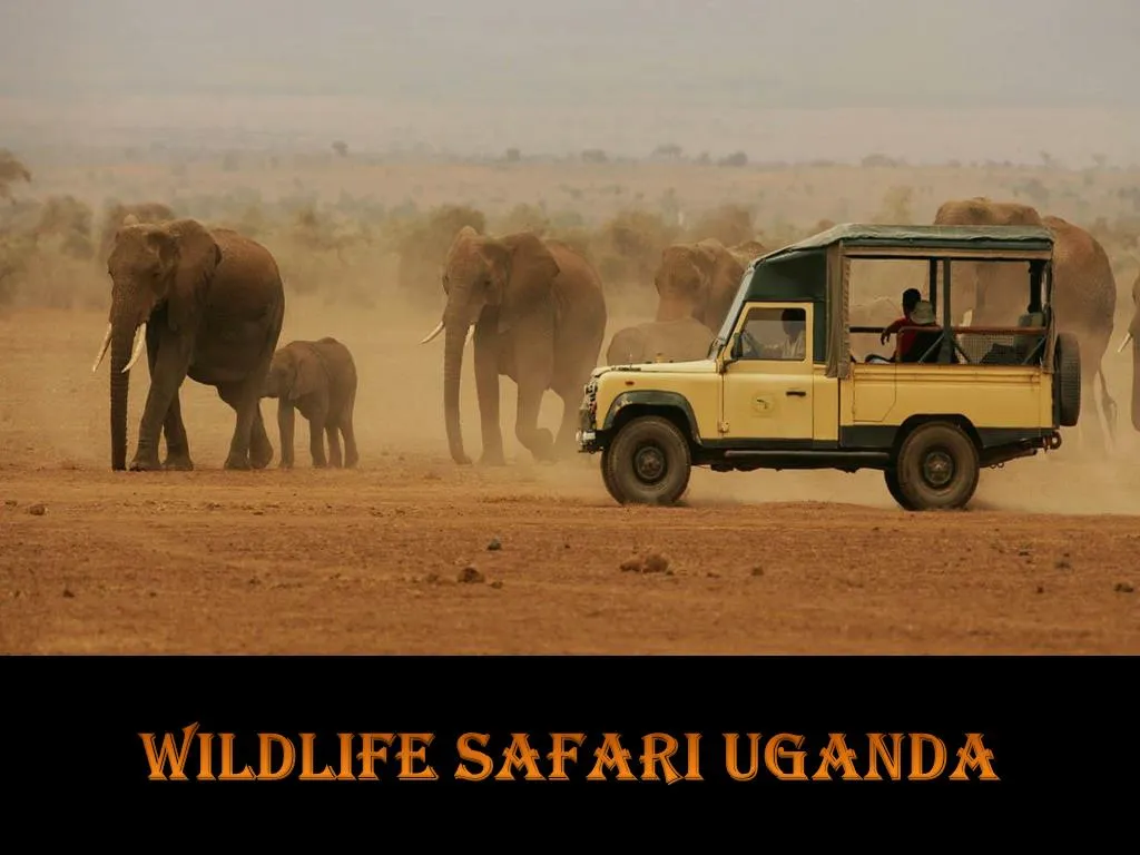 wildlife safari uganda