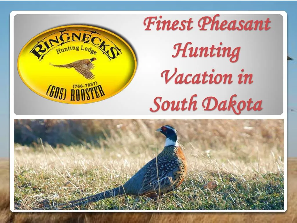 finest pheasant hunting vacation in south dakota