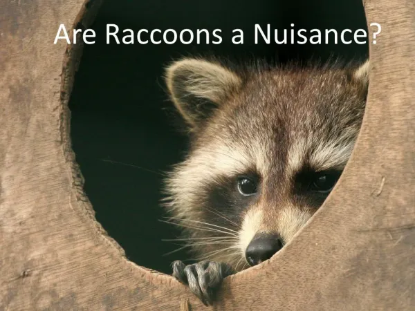 Are Raccoons a Nuisance