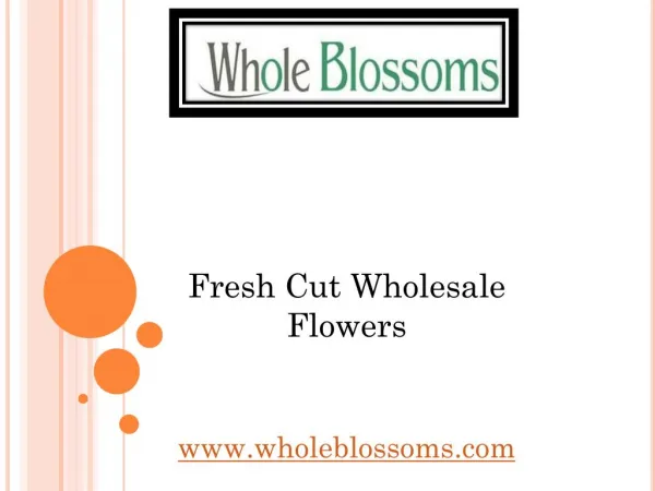 Fresh Cut Wholesale Flowers - Wholeblossoms