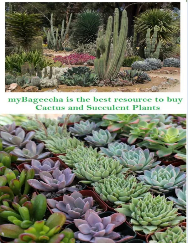 Mybageecha Is The Best Resource To Buy Cactus And Succulent Plants