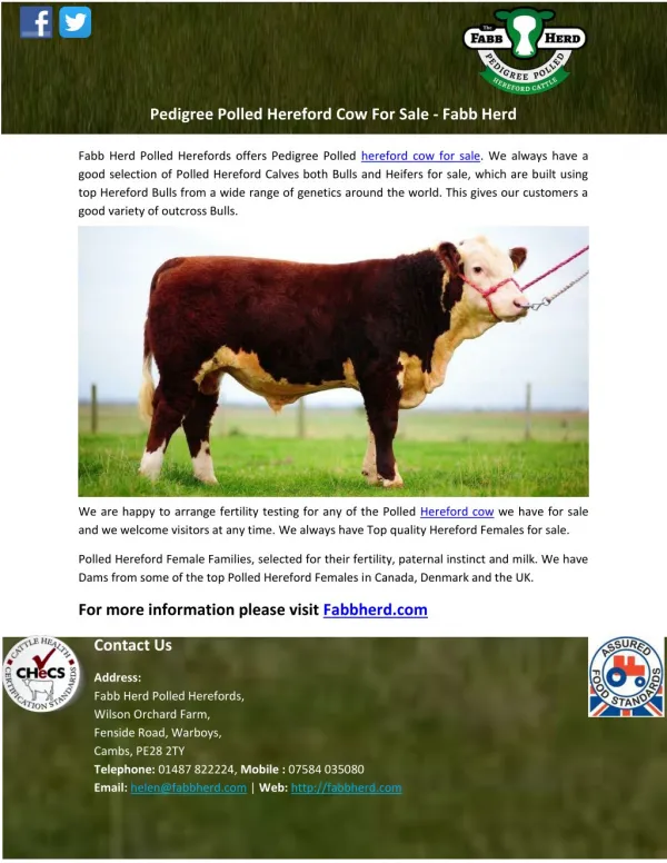 Pedigree Polled Hereford Cow For Sale - Fabb Herd