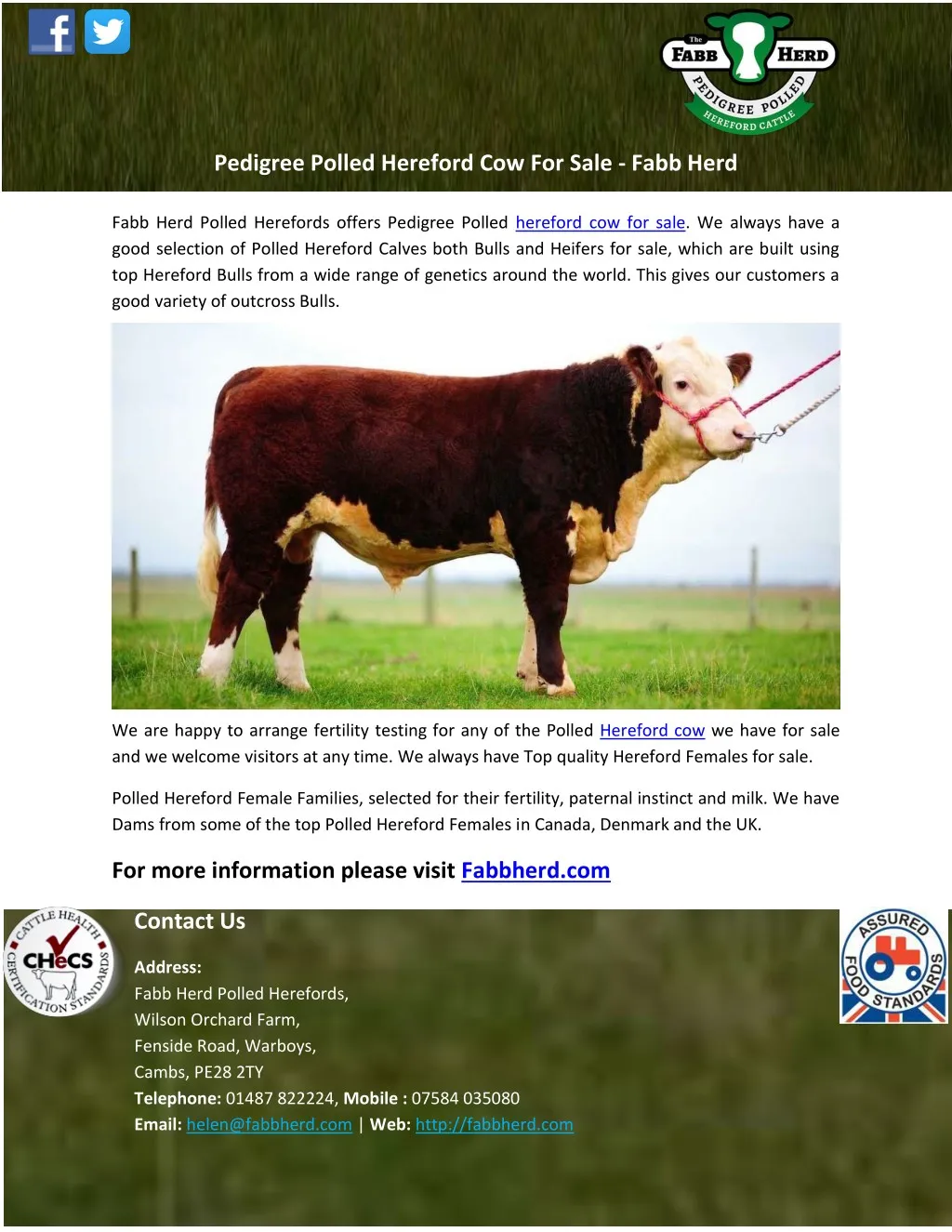 pedigree polled hereford cow for sale fabb herd
