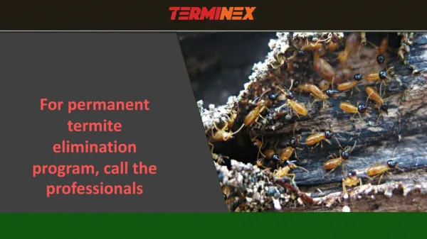 For permanent termite elimination program, call the professionals
