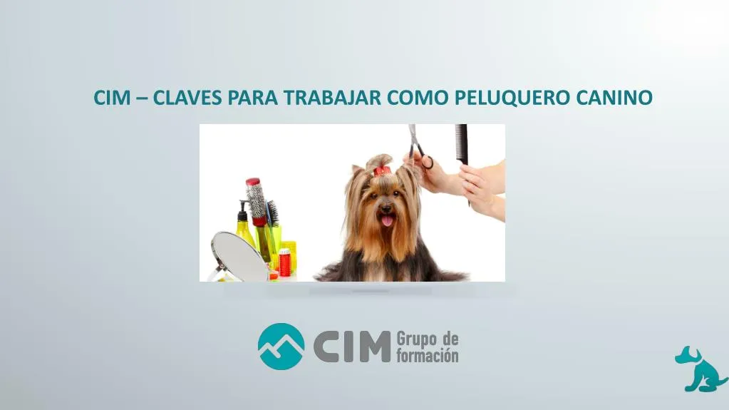 cim claves para trabajar como peluquero canino