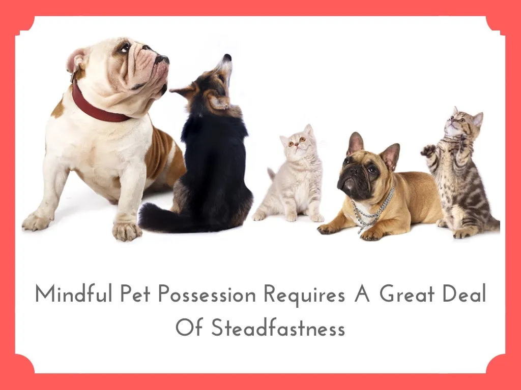 mindful pet possession requires a great deal