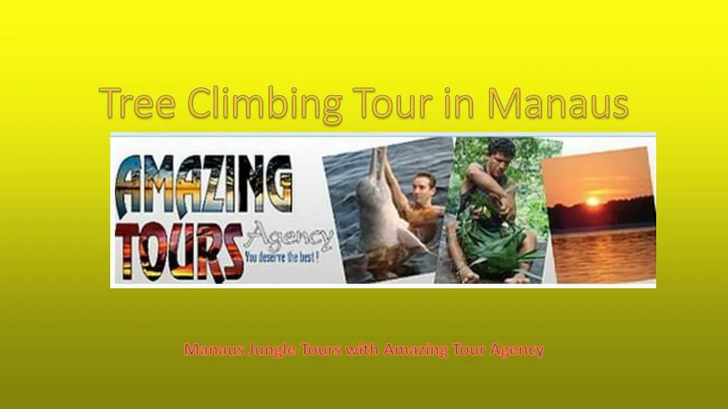 tree climbing tour in manaus
