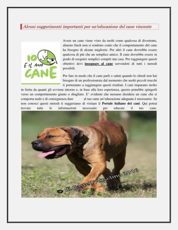 Alcuni suggerimenti importanti per un educazione vincente del cane