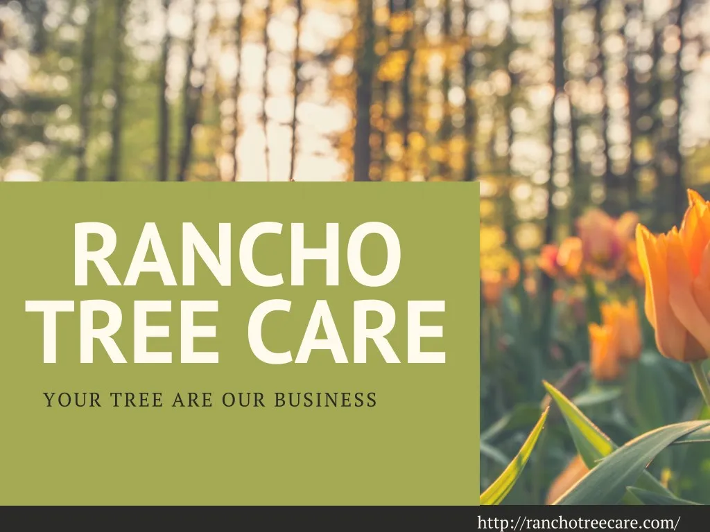 rancho tree care your tree are our business