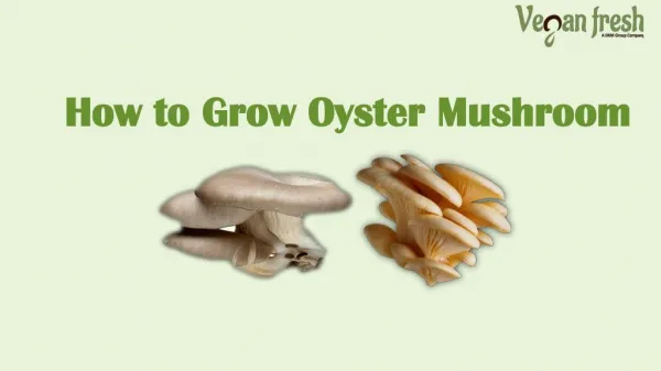 How to grow oyster mushroom at home?
