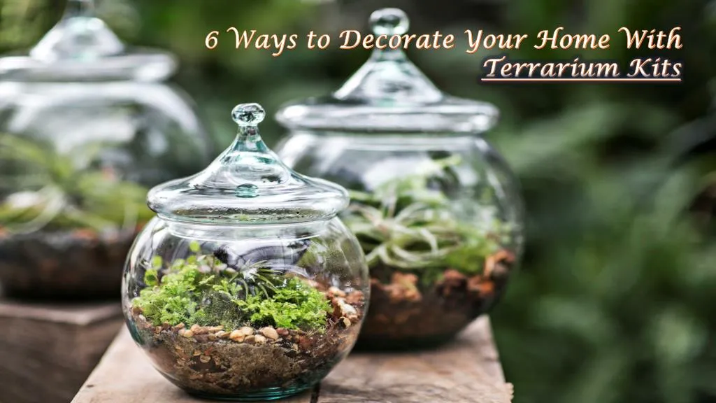 6 ways to decorate your home with terrarium kits