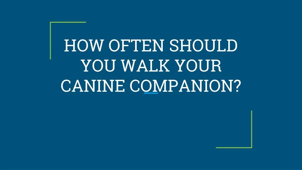 how often should you walk your canine companion