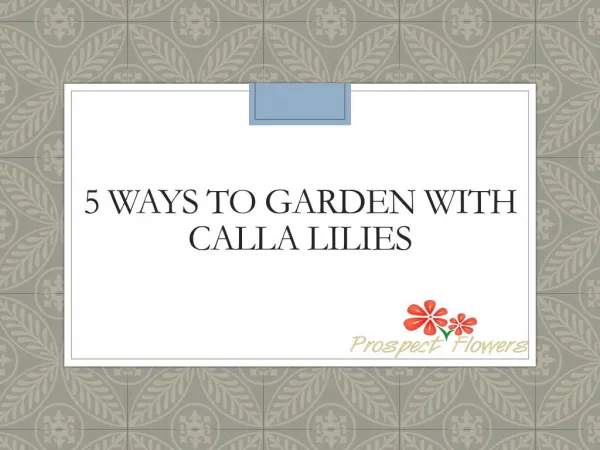 5 ways to Gardening with Calla Lilies | Prospect Flowers