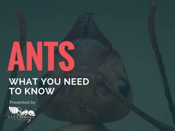 Ants- What You Need To Know
