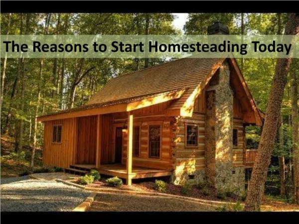 The Reason to Start Homesteading Today