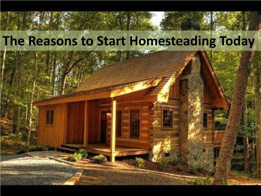 the reasons to start homesteading today
