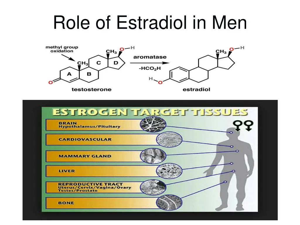 role of estradiol in men