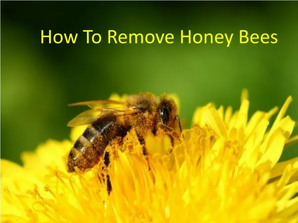 How to Remove Honey Bees