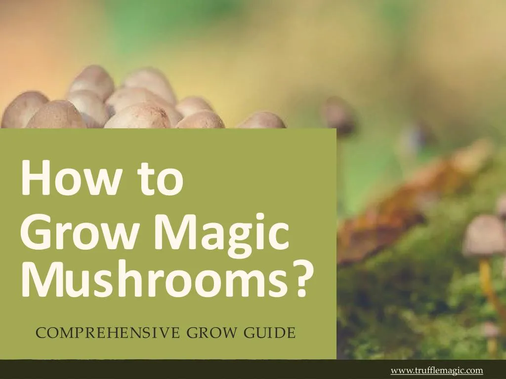how to grow magic m u s h r oo m s