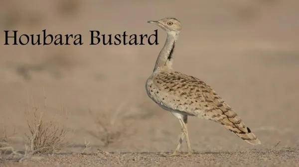 Houbara Bustard - Houbarafund
