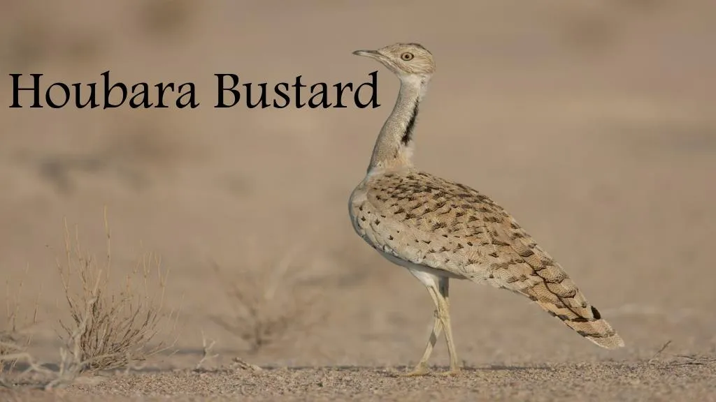 houbara bustard