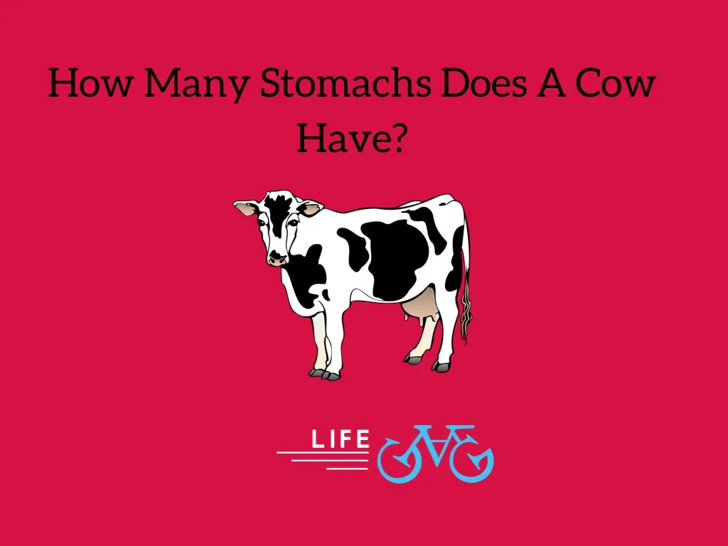 how many stomachs does a cow have