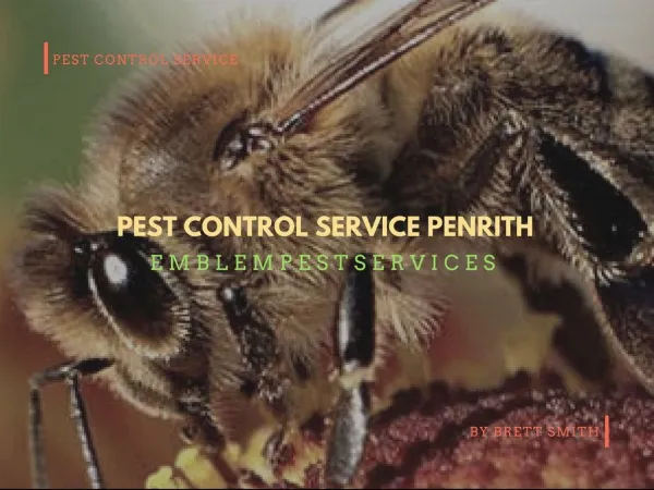 Terminate the Rodents with Pest Control Service Penrith