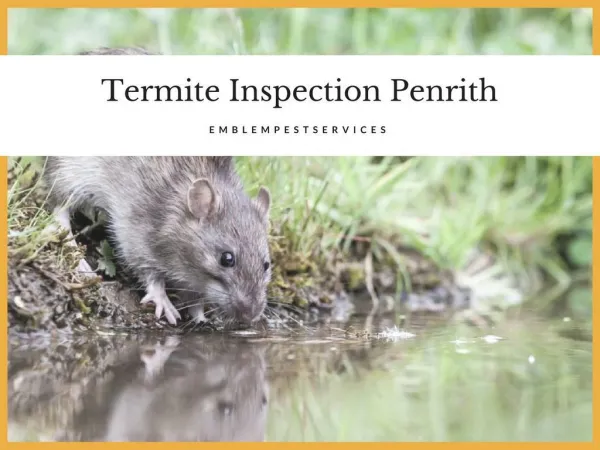 How Termite Inspection Penrith Can Help to Wipe Out Termites