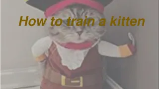 How to train a kitten