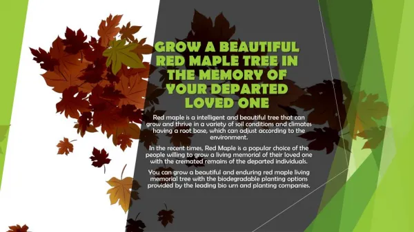 GROW A BEAUTIFUL RED MAPLE TREE IN THE MEMORY OF YOUR DEPARTED LOVED ONE