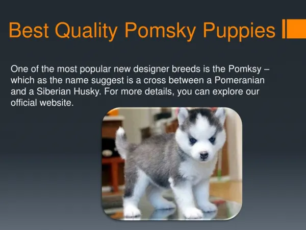 Best quality pomsky dog for sale