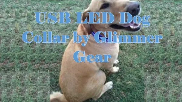 USB LED Dog Collar by Glimmer Gear