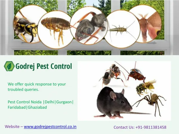 Pest Control Noida |Delhi|Gurgaon|Faridabad|Ghaziabad