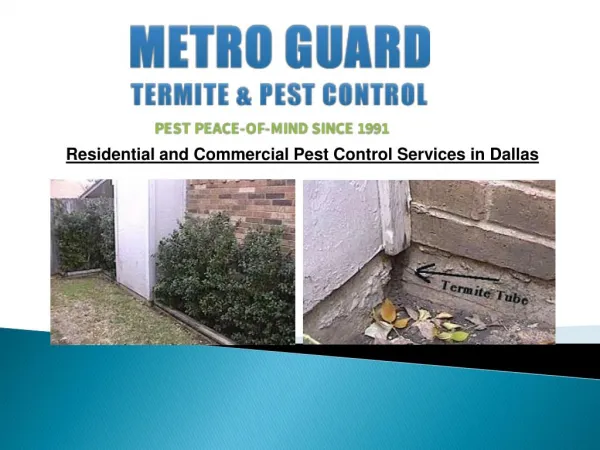 Residential and Commercial Pest Control Services in Dallas