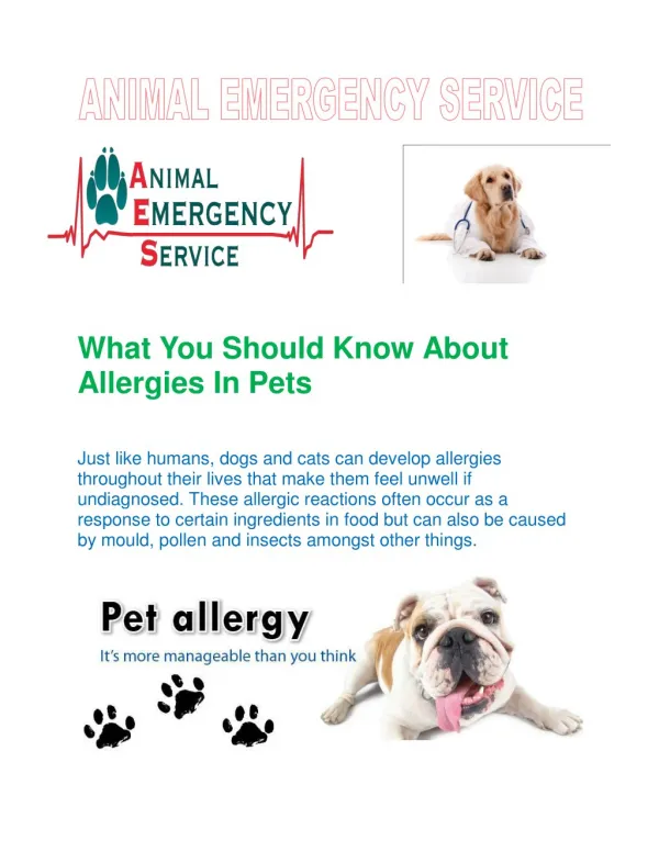 What You Should Know About Allergies In Pets By AES