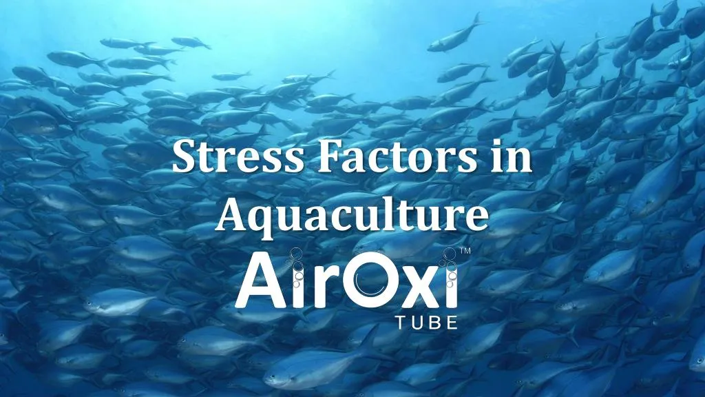 stress factors in aquaculture