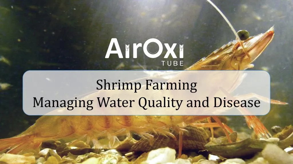 shrimp farming managing water quality and disease