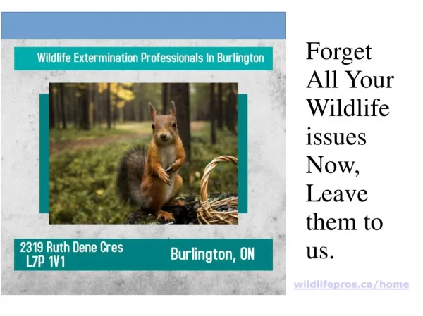 Wildlife Control Solutions In Burlington, Ontario