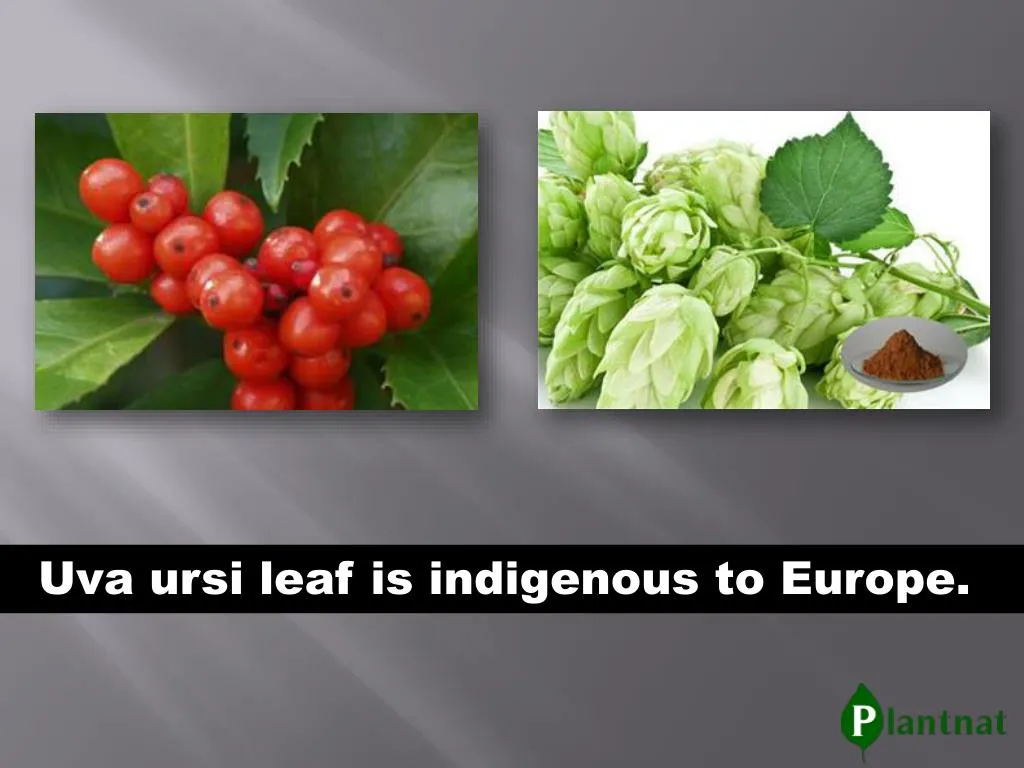 uva ursi leaf is indigenous to europe