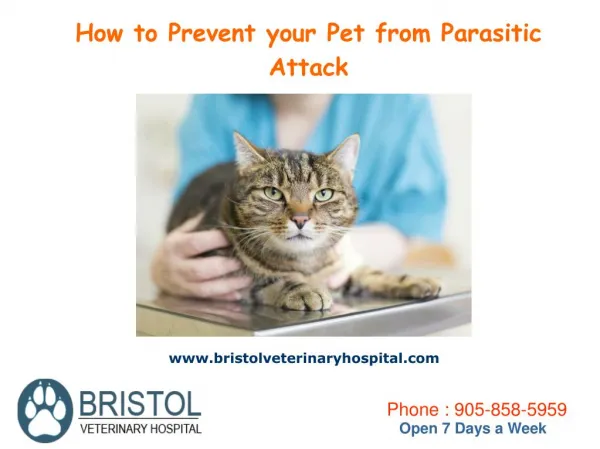How To Prevent Your Pet From Parasitic Attack