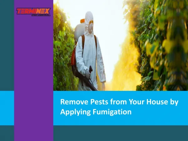 Remove Pests from Your House by Applying Fumigation