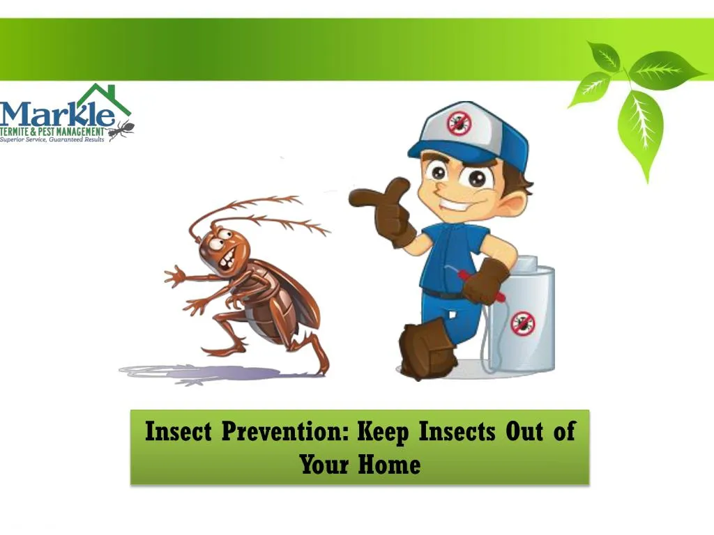 insect prevention keep insects out of y our home