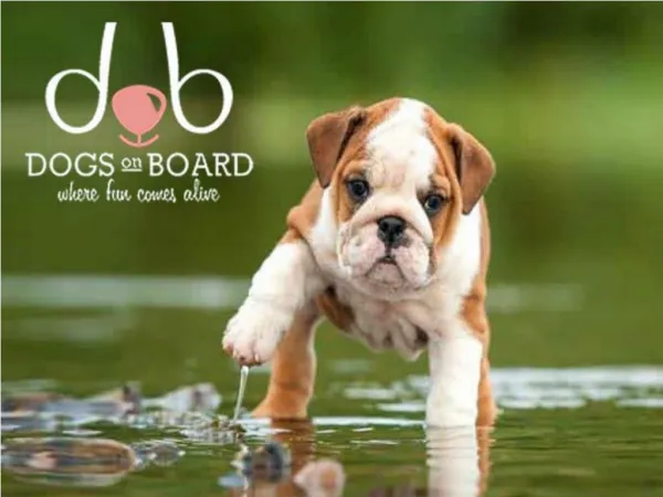 Dog Boarding Services In singapore