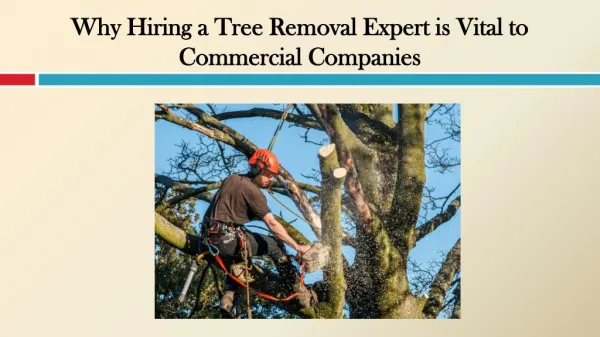 Why Hiring a Tree Removal Expert is Vital to Commercial Companies