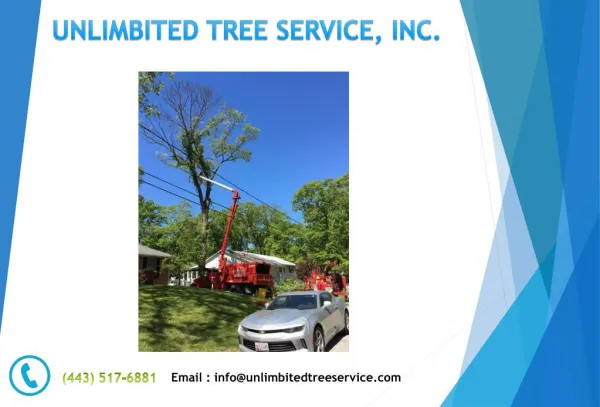 Tree Trimming Service Near Pasadena