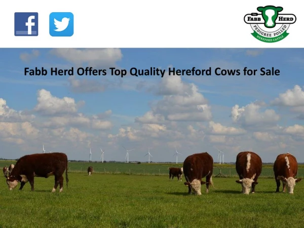 Fabb Herd Offers Top Quality Hereford Cows for Sale