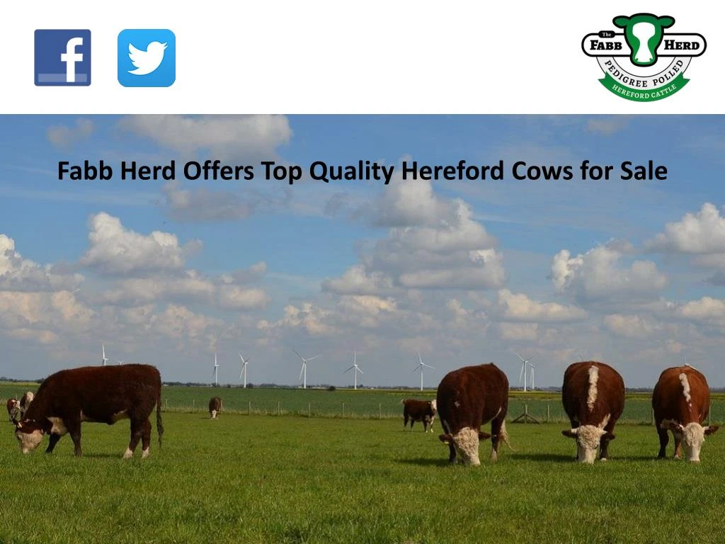 fabb herd offers top quality hereford cows