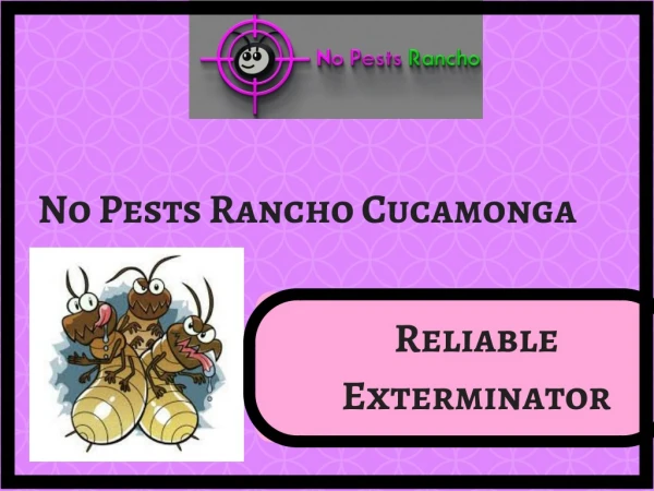 Get Affordable Exterminator Service with No Pests Rancho